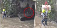 ¡Conmovedor! Perrita es rescatada tras quedar atrapada por las lluvias