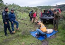 Muere el tigre Kenzo tras operativo de captura en Edomex Muere el tigre Kenzo tras operativo de captura en Edomex