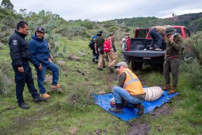 Muere el tigre Kenzo tras operativo de captura en Edomex