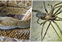 Alertan por animales ponzoñosos durante temporada vacacional