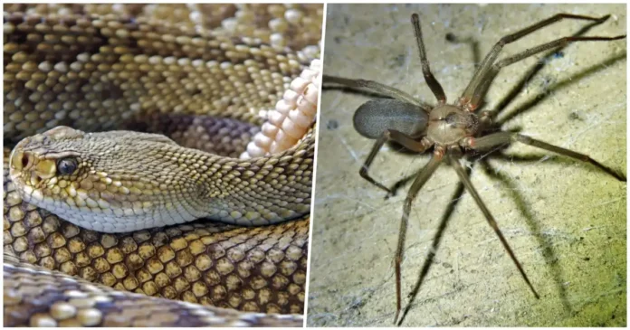 Alertan por animales ponzoñosos durante temporada vacacional