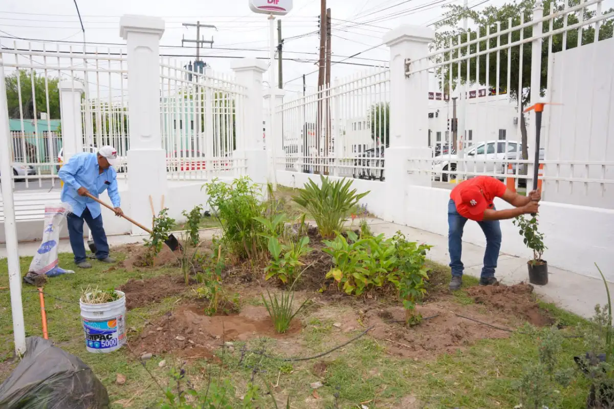 Suma Gobierno de Nuevo Laredo más de mil jardines polinizadores al desarrollo ambiental de la ciudad