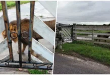 Aseguran a león en Matamoros localizado en un ejido