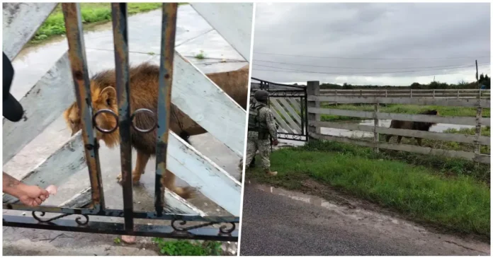 Aseguran a león en Matamoros localizado en un ejido