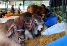 Sube a 24 cifra de casos activos de gusano barrenador en Tamaulipas