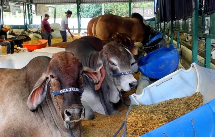Sube a 24 cifra de casos activos de gusano barrenador en Tamaulipas